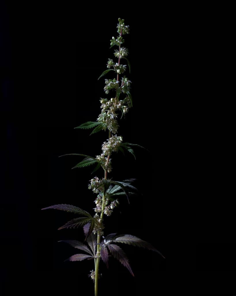 Hemp plant used in industrial and medical supply chains