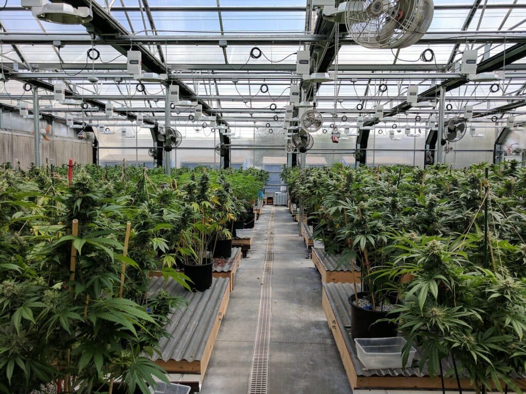 Cannabis plants in a greenhouse